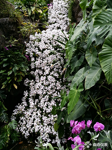 植物園蝴蝶蘭.jpg