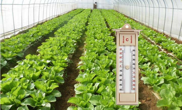 黃瓜種植離不開大棚溫度計 黃瓜種植離不開大棚溫度計