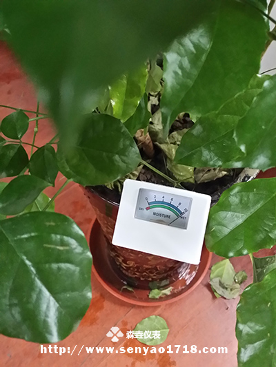 土壤濕度計的應(yīng)用之幸福樹.jpg