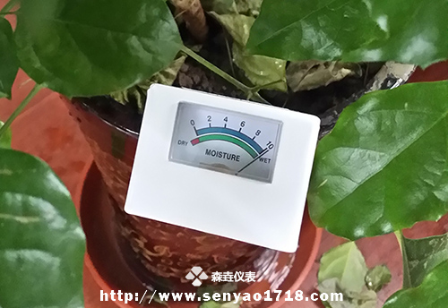 土壤濕度計的應(yīng)用之幸福樹1.jpg