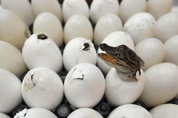 鱷魚下一代的性別竟然根據(jù)溫度決定