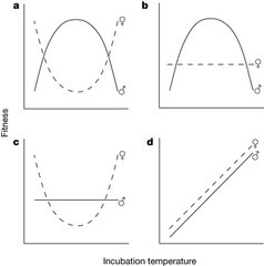 鱷魚下一代的性別竟然根據(jù)溫度決定