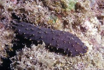 動物身體里奇妙的“溫度計”