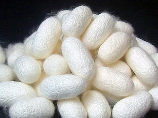 溫濕度計讓蠶寶寶安全成長