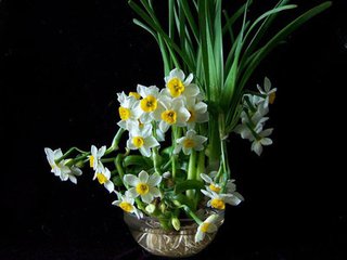 在寒冬綻放的水仙也需要溫度計(jì)