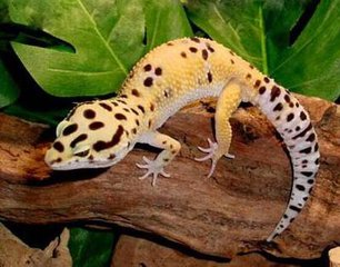 飼養(yǎng)可愛的守宮可少不了溫濕度計