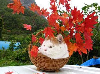 想成為一個合格的鏟屎官你需要溫濕度計