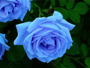 土壤溫度計保護您的百花之后