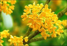 十月桂花飄香離不開溫度計的功勞