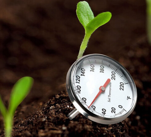 十月桂花飄香離不開溫度計的功勞