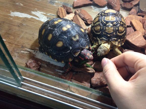 溫度對烏龜養(yǎng)殖的重要性.jpg 溫度對烏龜養(yǎng)殖的重要性.jpg